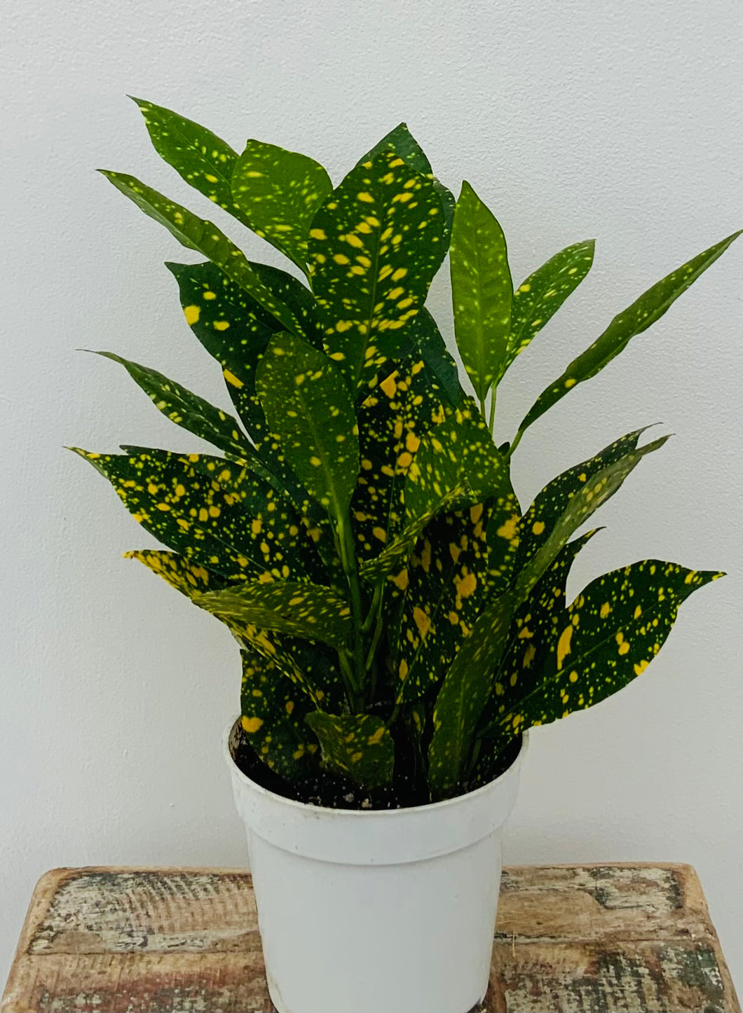 Croton variegatum ‘Gold Dust’