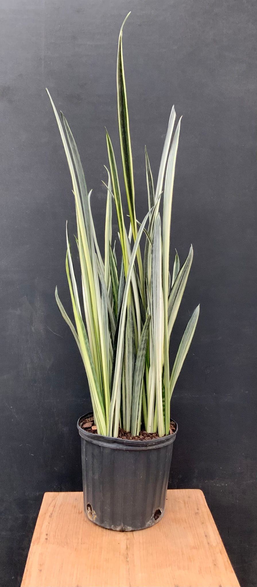 10in Sansevieria Bantels