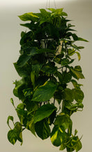 Load image into Gallery viewer, 8in Epipremnum ‘Golden’ Pothos

