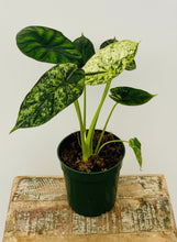 Load image into Gallery viewer, 4in Alocasia Dragon Scale Mint Variegated

