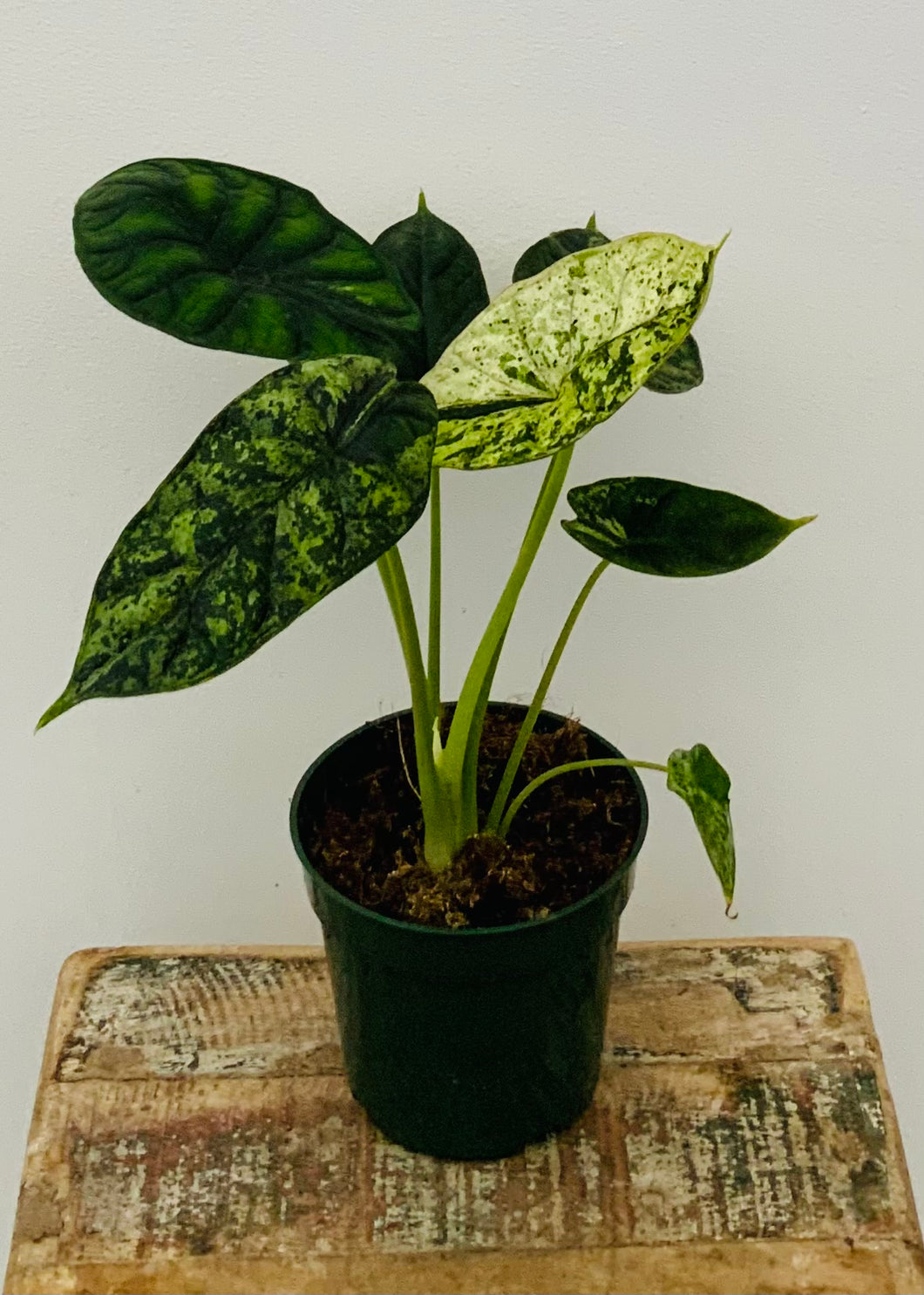 4 inch Alocasia Dragon Scale Mint Variegated
