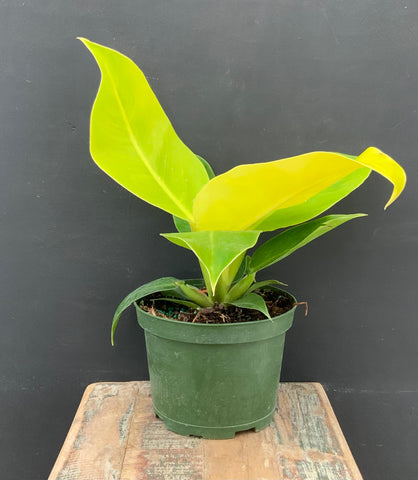 6in Philodendron 'Moonlight'