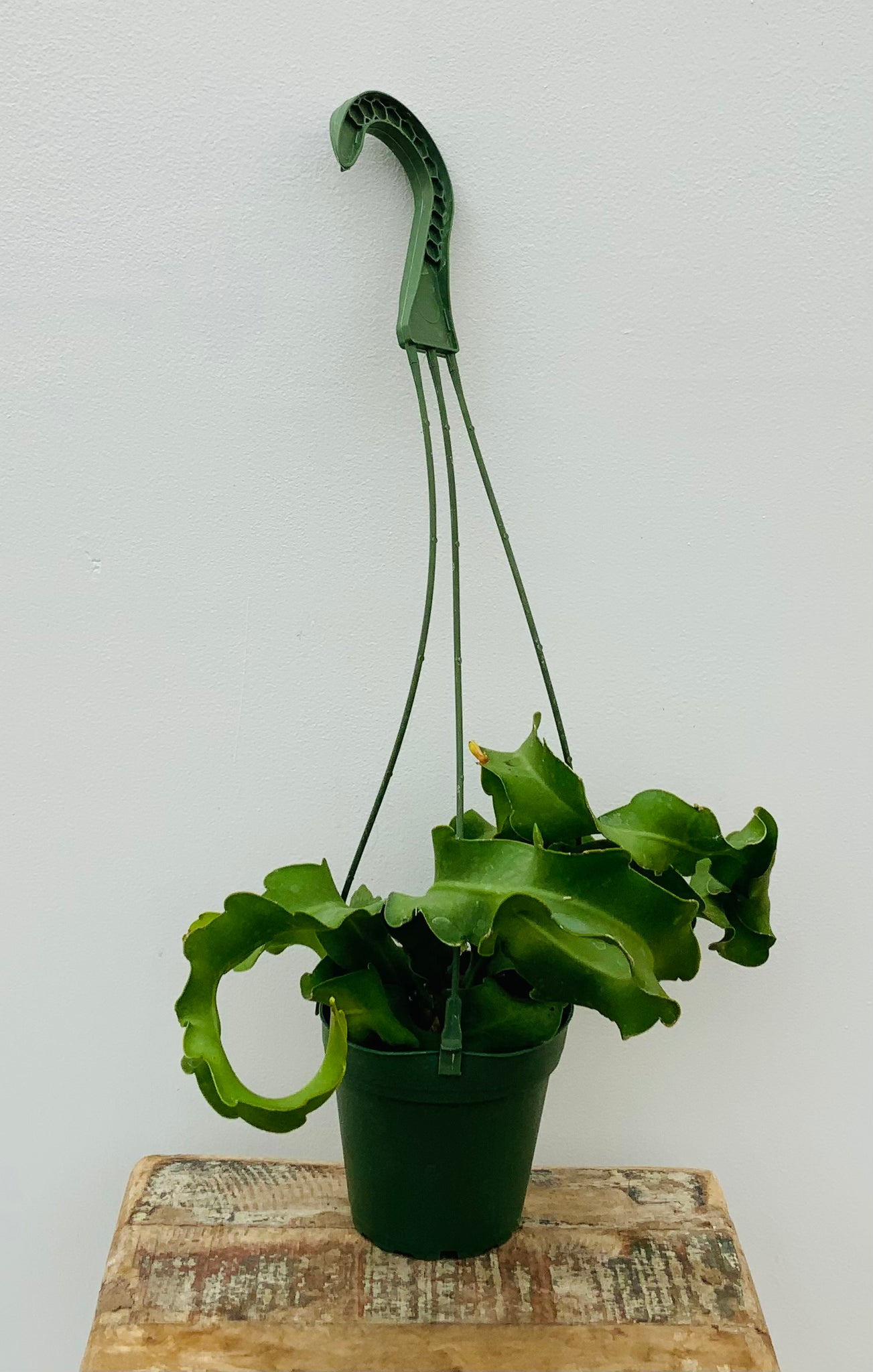 4in Epiphyllum Guatemalensis Monstrose ‘Curly Locks’