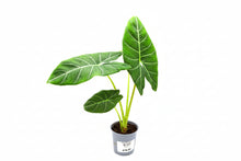 Load image into Gallery viewer, 5in Alocasia Hybrid
