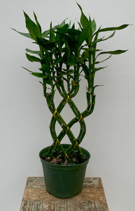6in Braided Lucky Bamboo