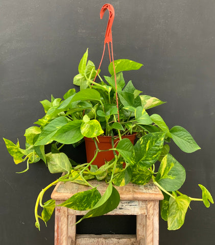 Golden Pothos