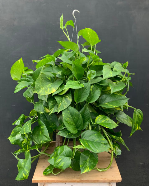 Golden Pothos