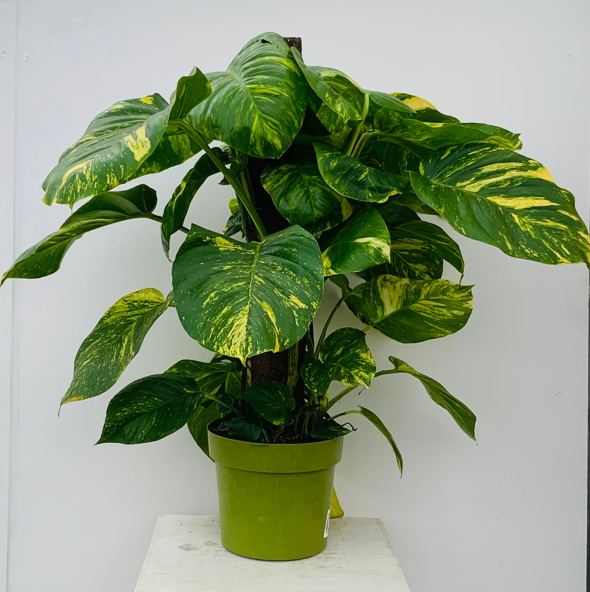 Large Indoor Houseplants – The Plant Stand of Arizona