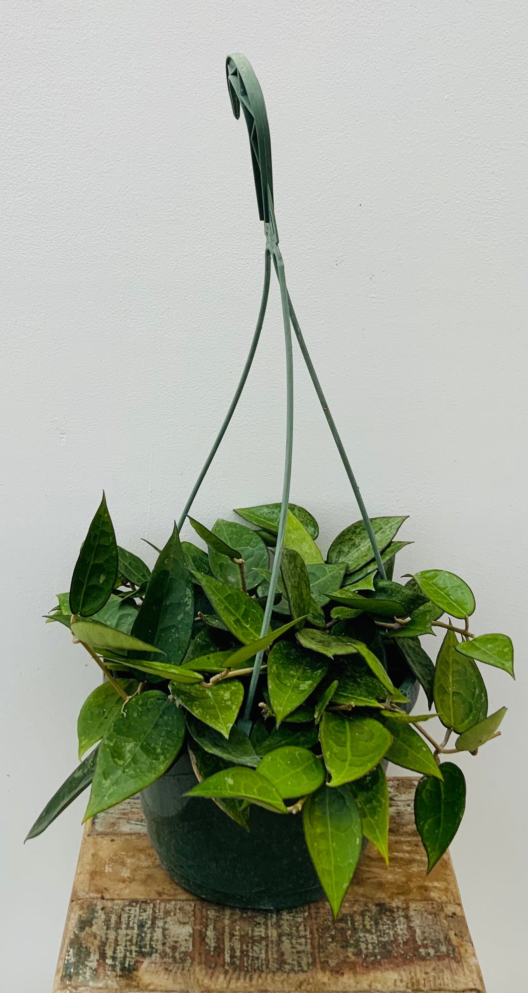 8in Hoya 'Black Margin' Hanging Basket