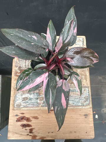 Philodendron Pink Princess