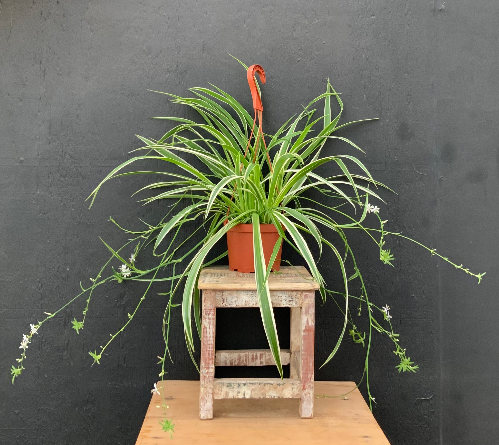 Variegated Spider Plant