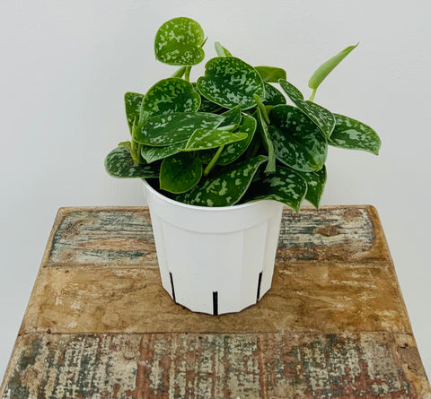Silver Ann Scindapsus