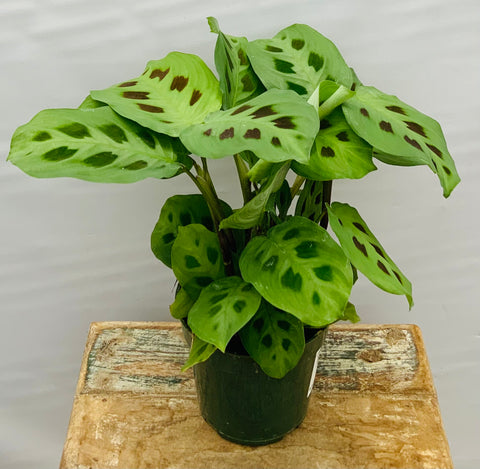 Prayer Plant Maranta