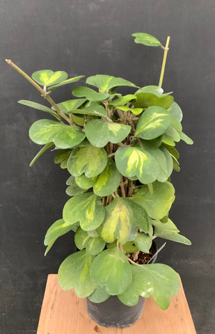 8in Hoya Kerri Reverse Variegated Totem