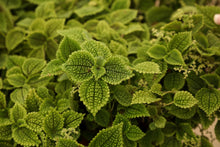 Load image into Gallery viewer, 4" Pilea Moon Valley
