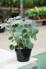 Load image into Gallery viewer, 6&quot; Felted Pepperface Peperomia

