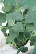 Load image into Gallery viewer, 6&quot; Felted Pepperface Peperomia
