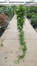 Load image into Gallery viewer, Pothos Green leafy plants on a concrete surface with a greenhouse in the background
