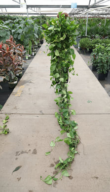 Pothos Green leafy plants on a concrete surface with a greenhouse in the background