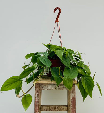Heartleaf Philodendron