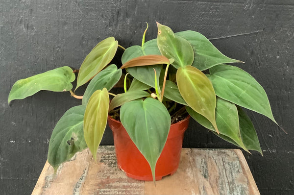 Philodendron ‘Mican’