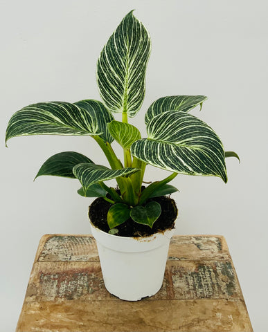 4in Philodendron Birkin