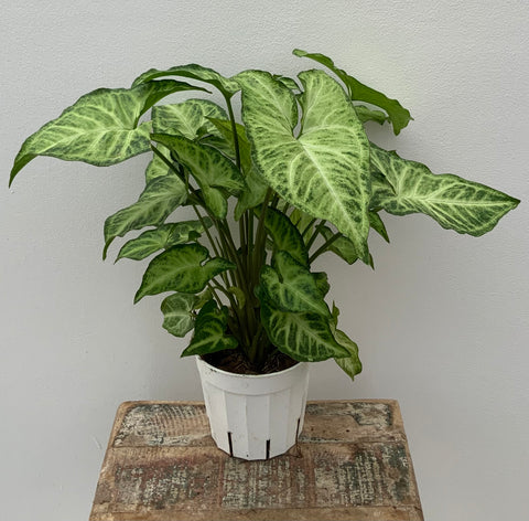 4in Syngonium, ‘White Butterfly’