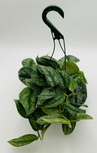 Load image into Gallery viewer, Silver Satin Scindapsus
