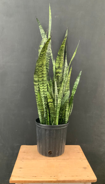 *Summer Sale* Select 3Gal Tropicals