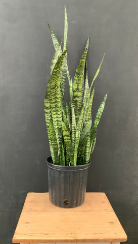 Sansevieria Zeylanica 🌸*Mothers Day BOGO Sale*🌸