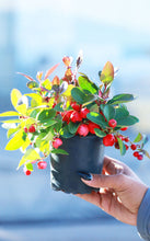 Load image into Gallery viewer, Eastern Teaberry
