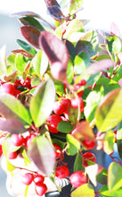Load image into Gallery viewer, Eastern Teaberry
