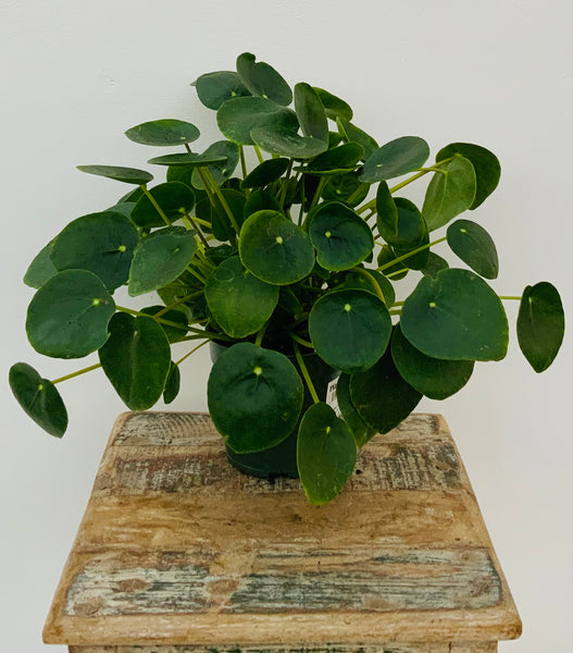 Pilea Peperomioides