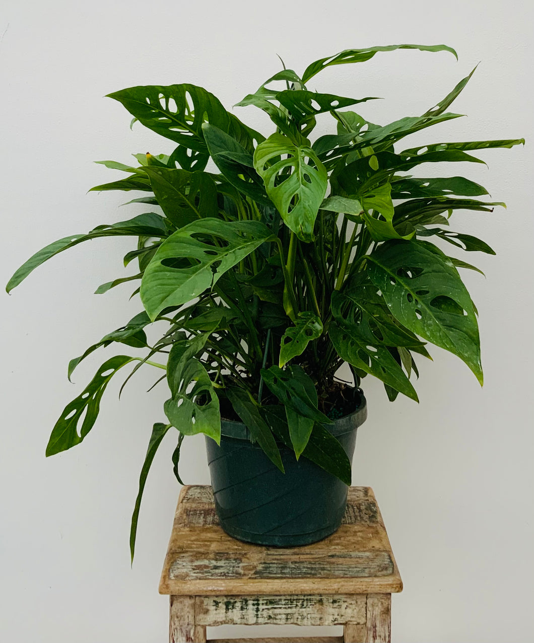 8in Hanging Monstera Adansonii