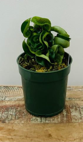 4in Hoya Hindu Rope