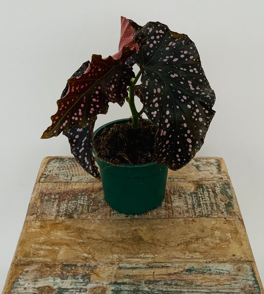 4” Begonia Pink Spot