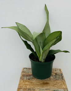 Sansevieria ‘Moonshine’