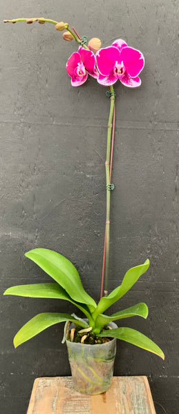 5in Phalaenopsis Orchid