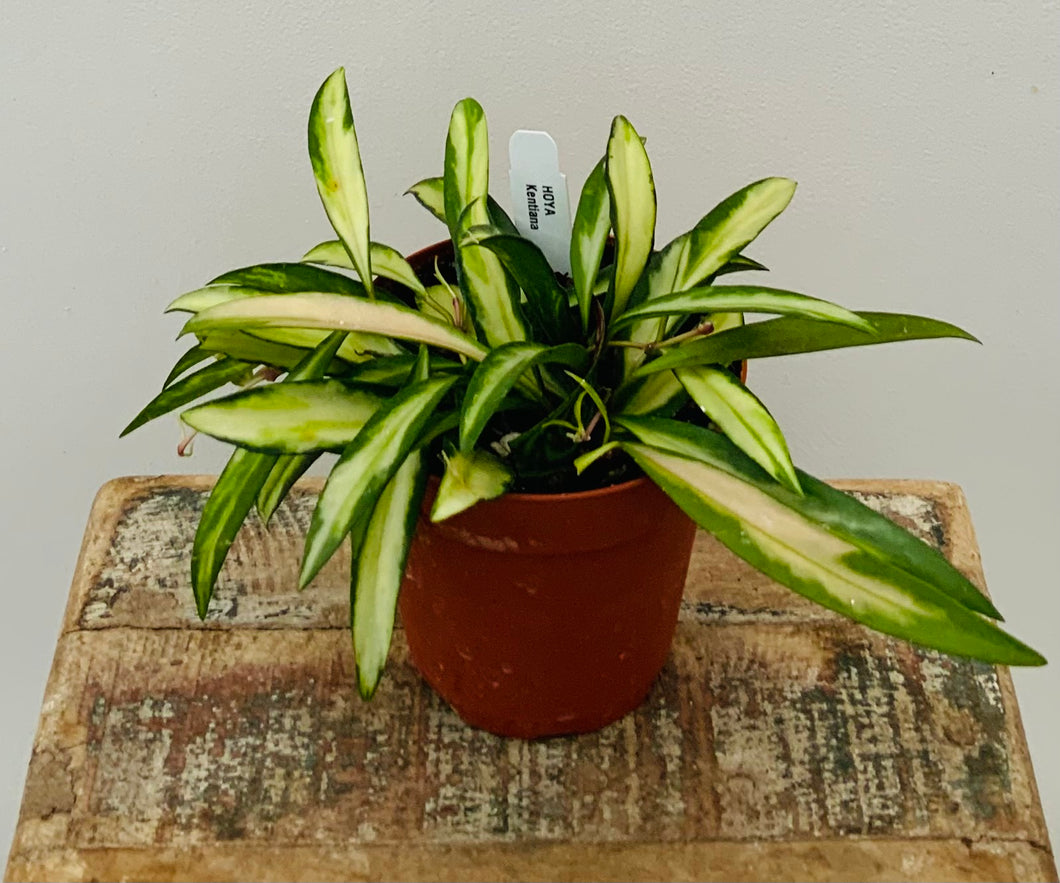 4in Hoya ‘Wayetii’ Tricolor