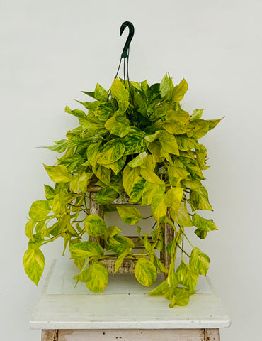 Neon Queen Pothos
