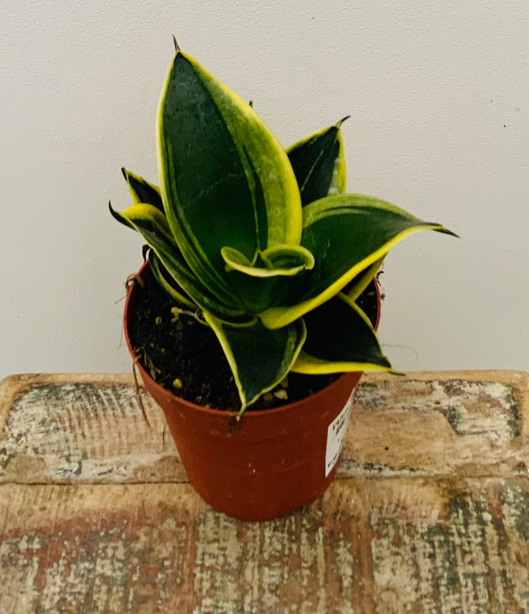 4in Sansevieria Golden Hahnii