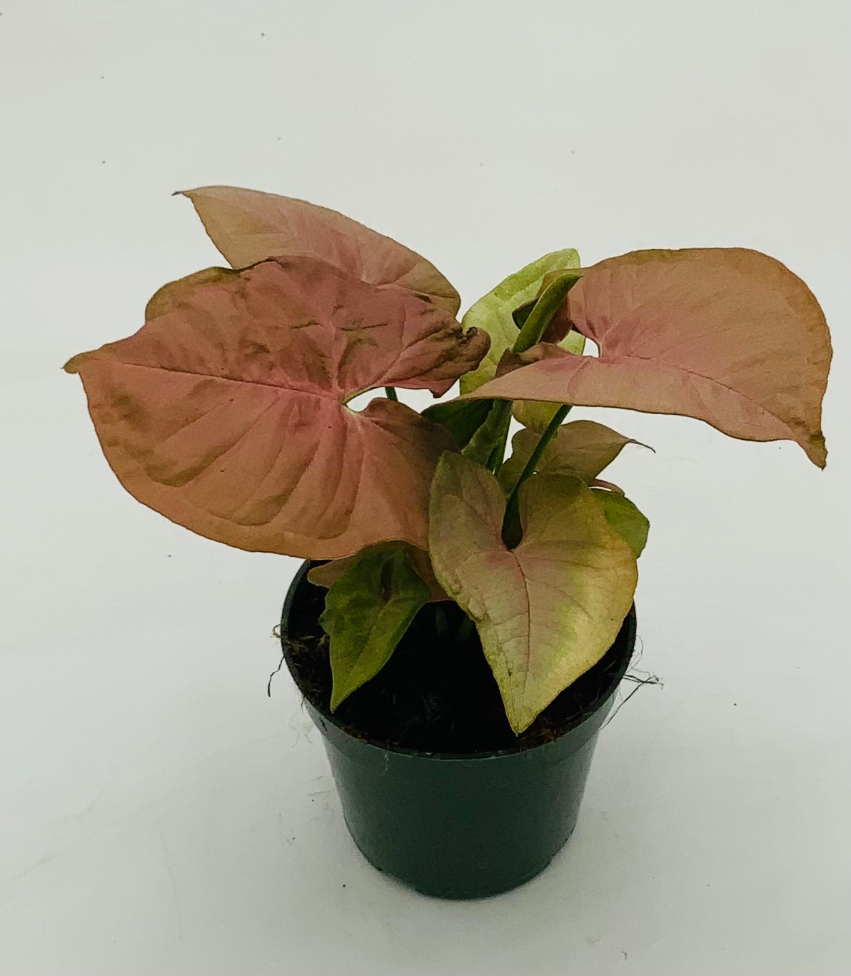 bulk indoor plants 2 Inch Green Rosette Succulents Plants Live Indoor Plants, Bulk Weddin   Altman Specialty Plants