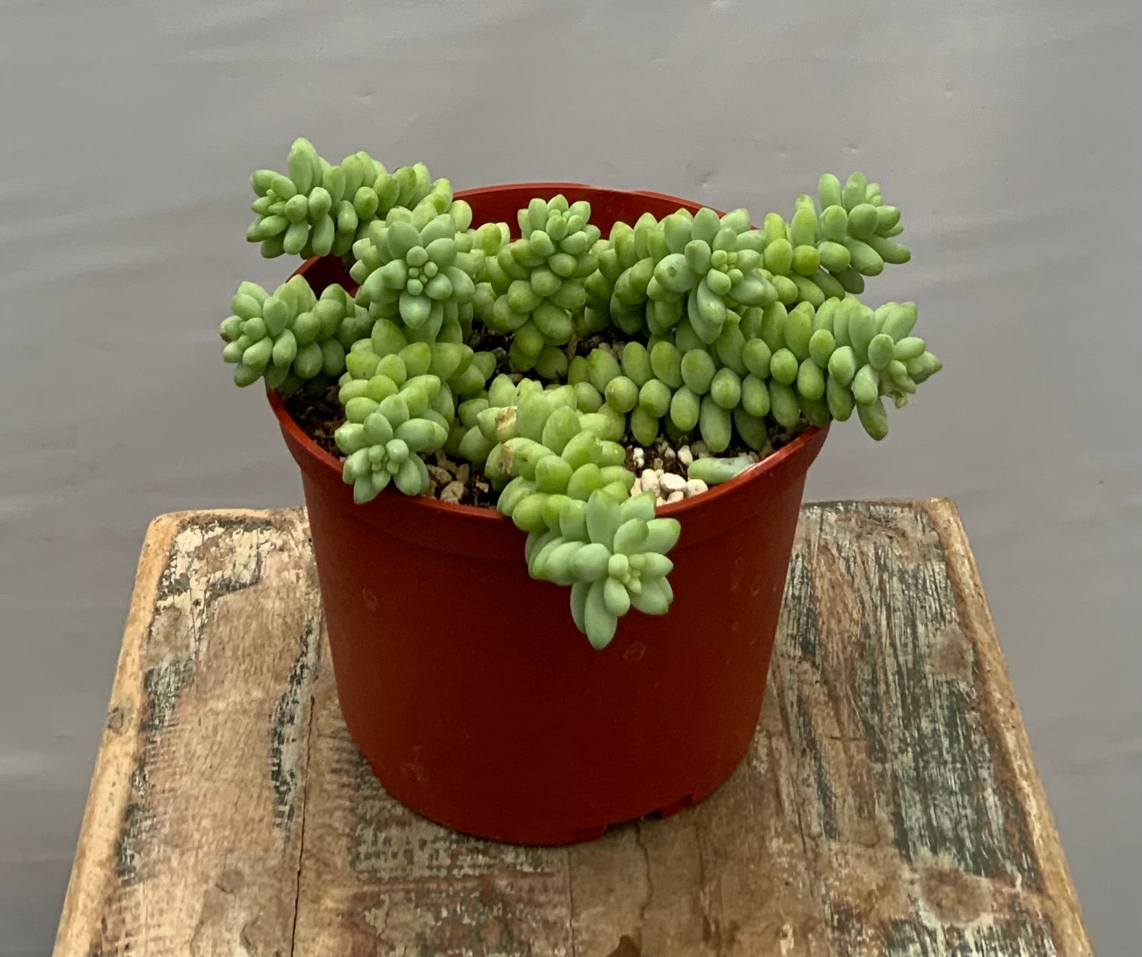 where to buy hanging succulents Burrow's Tail
