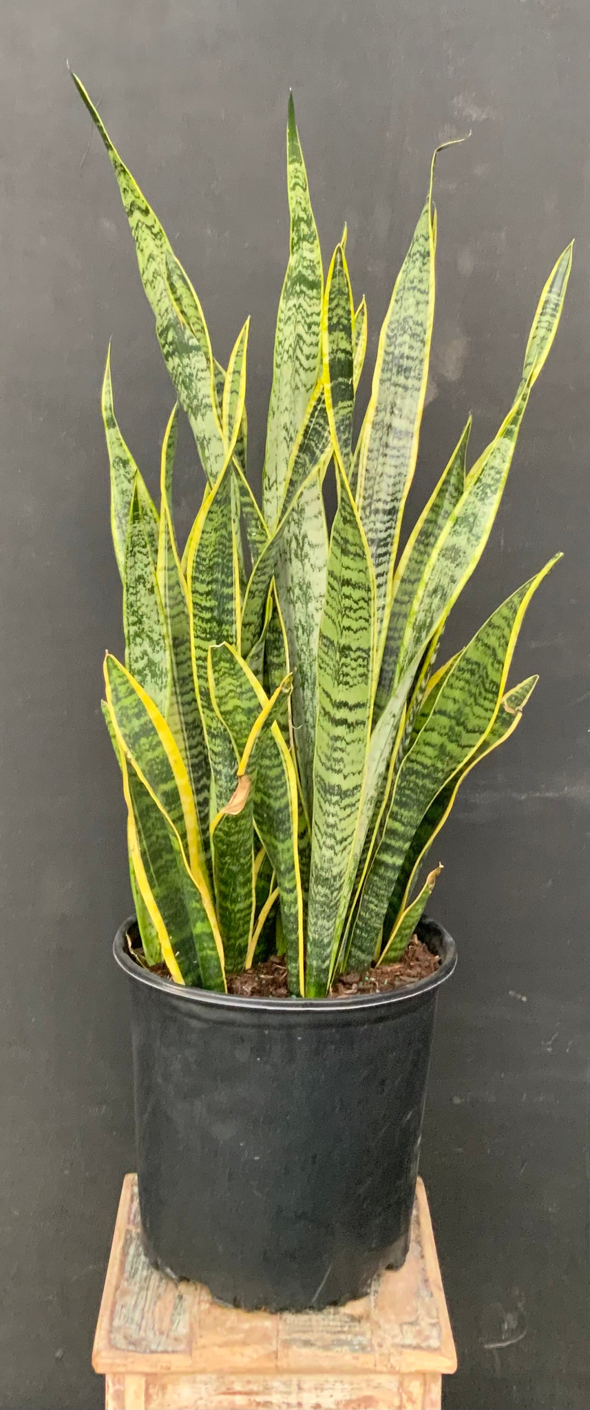 Sansevieria Laurentii *BOGO Sale*