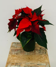 Load image into Gallery viewer, Poinsettia
