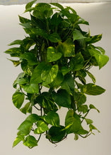 Load image into Gallery viewer, Golden Pothos
