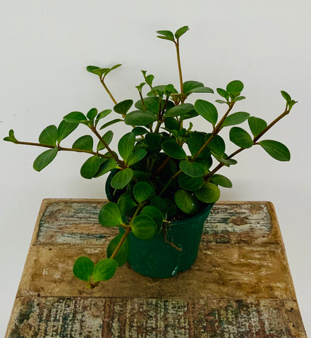 4in Peperomia Hope
