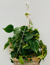 Load image into Gallery viewer, 8in Hanging Philodendron 'Silver Stripe'
