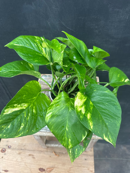 Golden Pothos