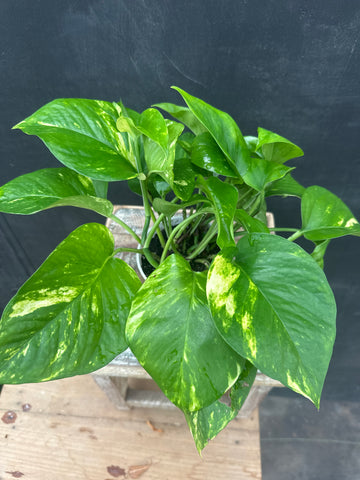 Golden Pothos